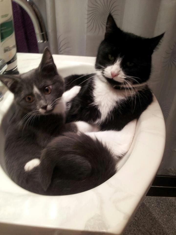 Huskat Jensen - Min irriterende lille bror Buller & jeg :) billede 11