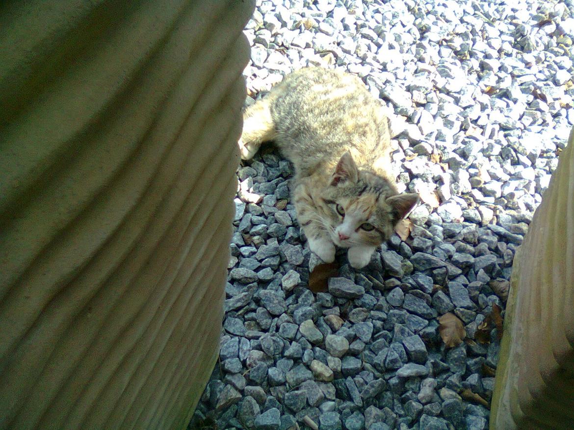 Huskat KC billede 10