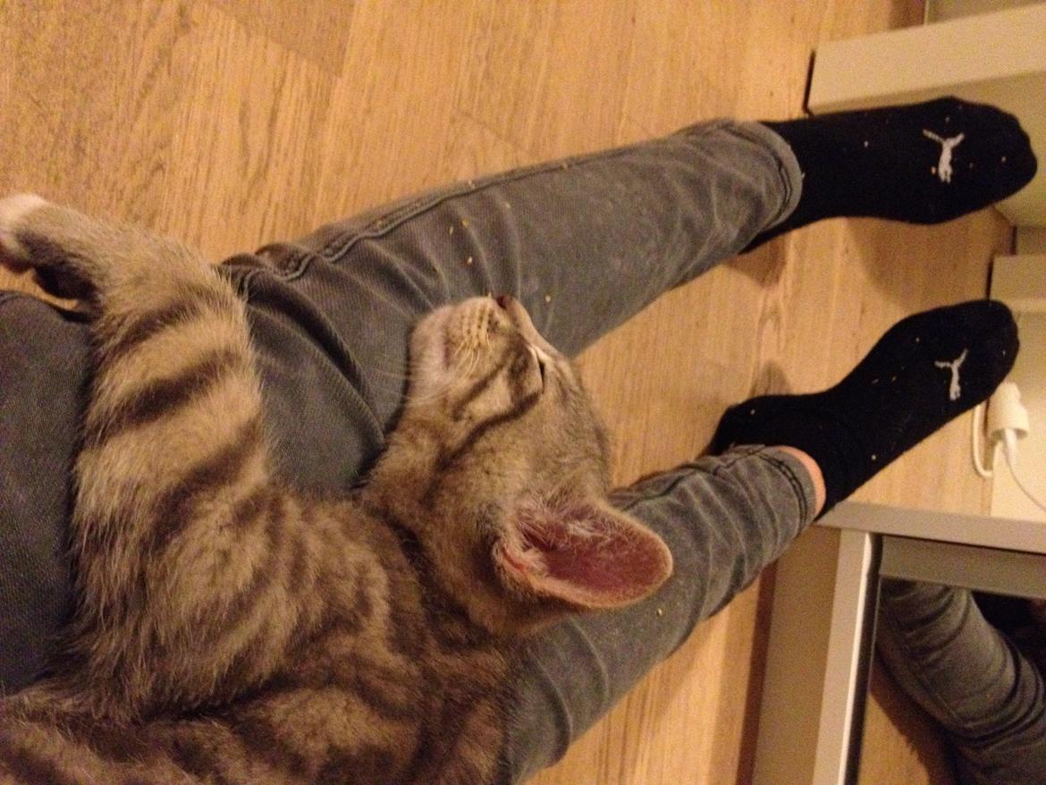 Blanding af racer Sofus - Sofus sover på mine ben. billede 1