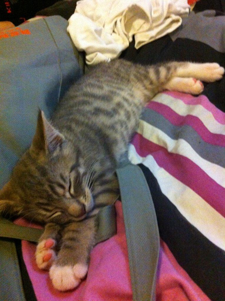 Blanding af racer Sofus - Sofus sover i min seng. billede 2