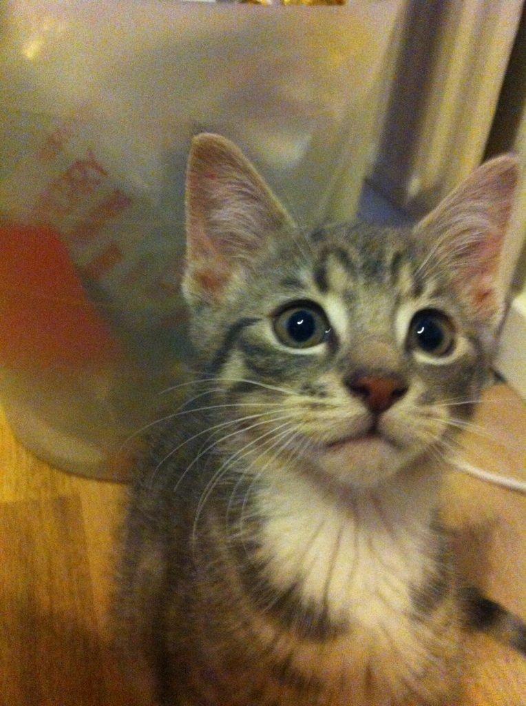 Blanding af racer Sofus - Holder øje med min undulat. billede 3