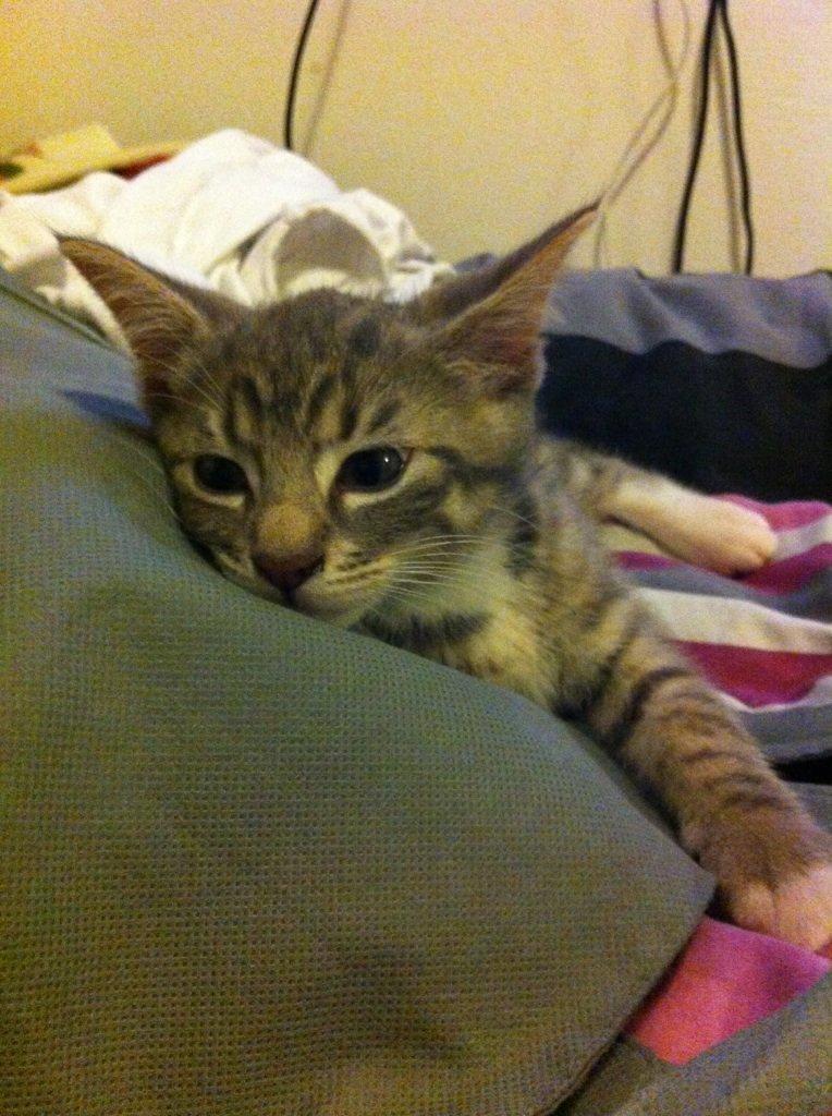 Blanding af racer Sofus - Jeg er træt. billede 4