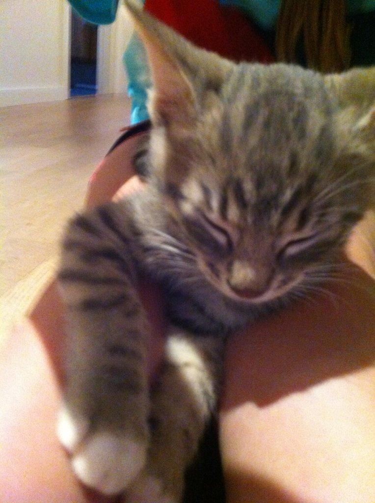 Blanding af racer Sofus - Sofus sover på mine ben. billede 5