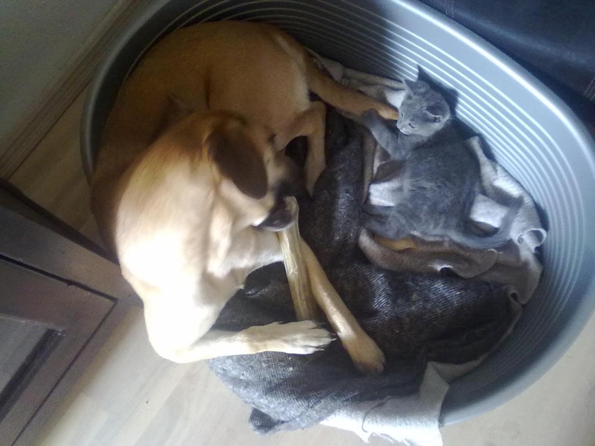 Huskat Kurt billede 1