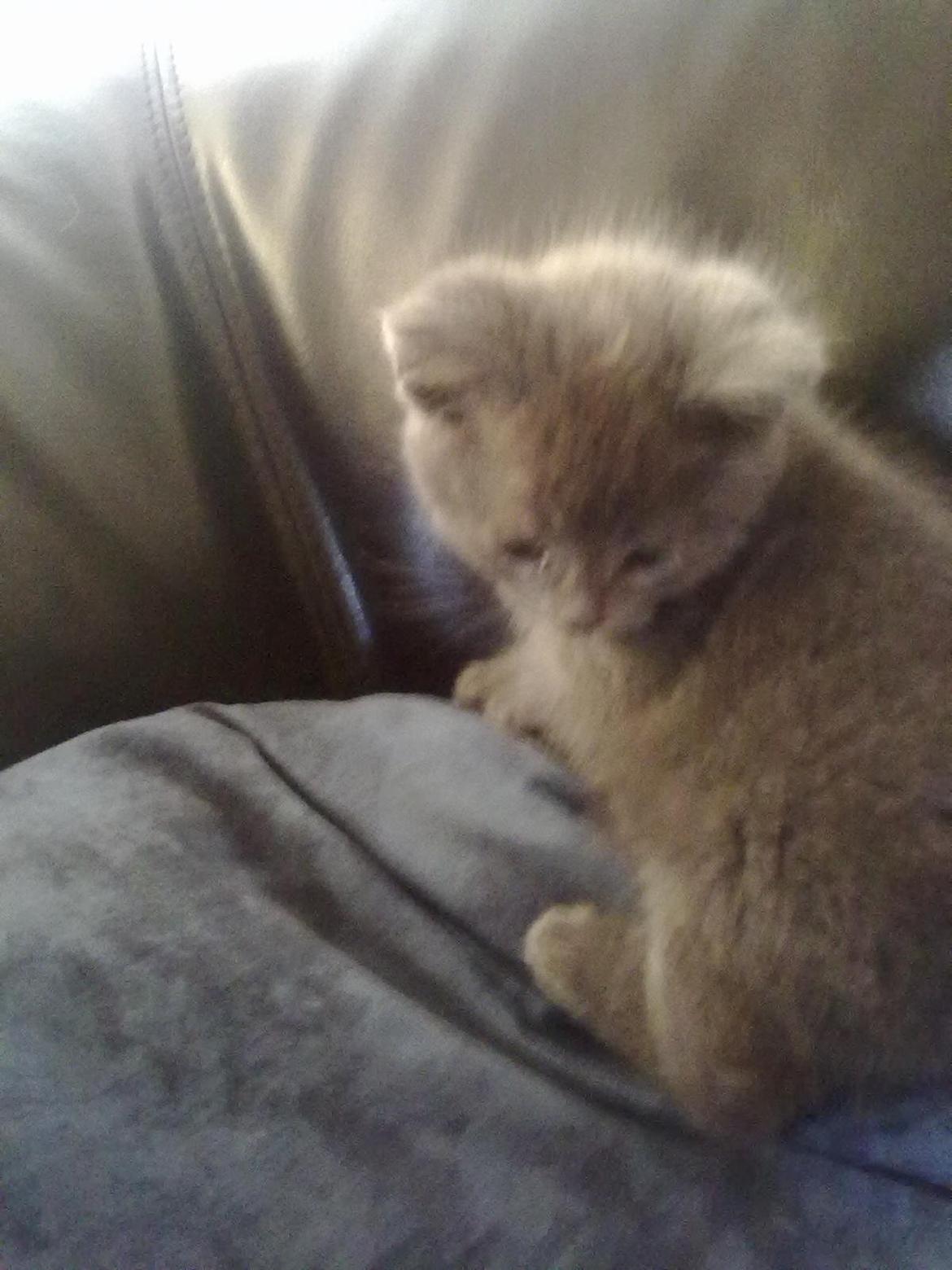 Huskat Kurt - Kurt da vi lige havde fået ham.  billede 2