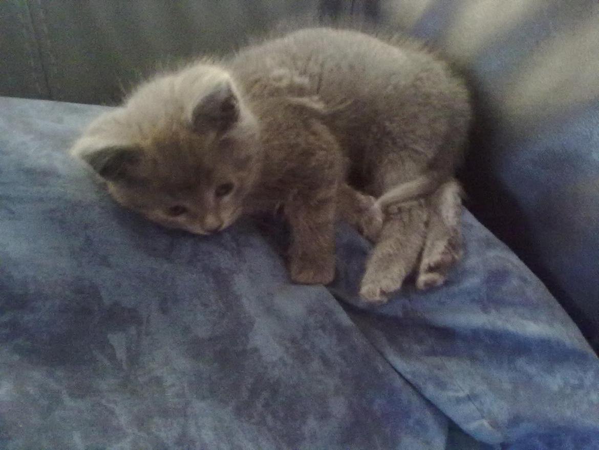 Huskat Kurt - Kurt da vi lige havde fået ham.  billede 3