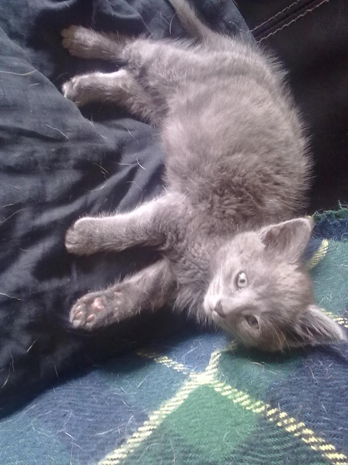 Huskat Kurt billede 4