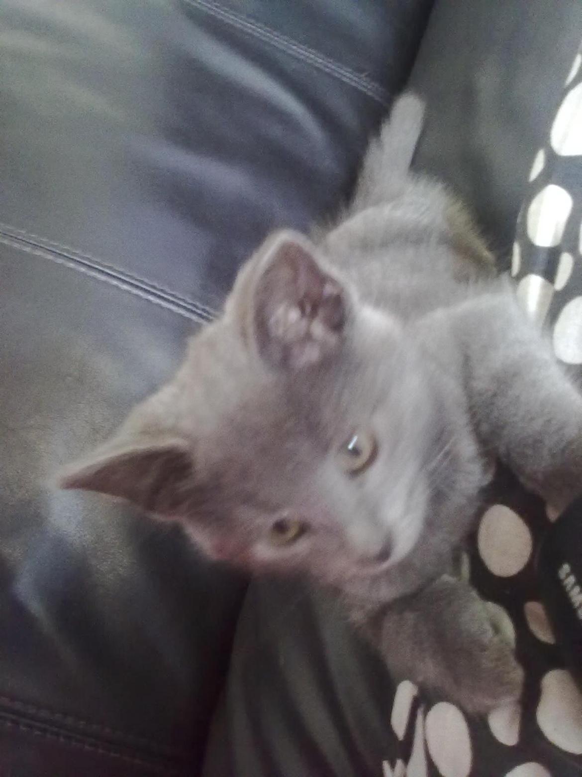 Huskat Kurt billede 5