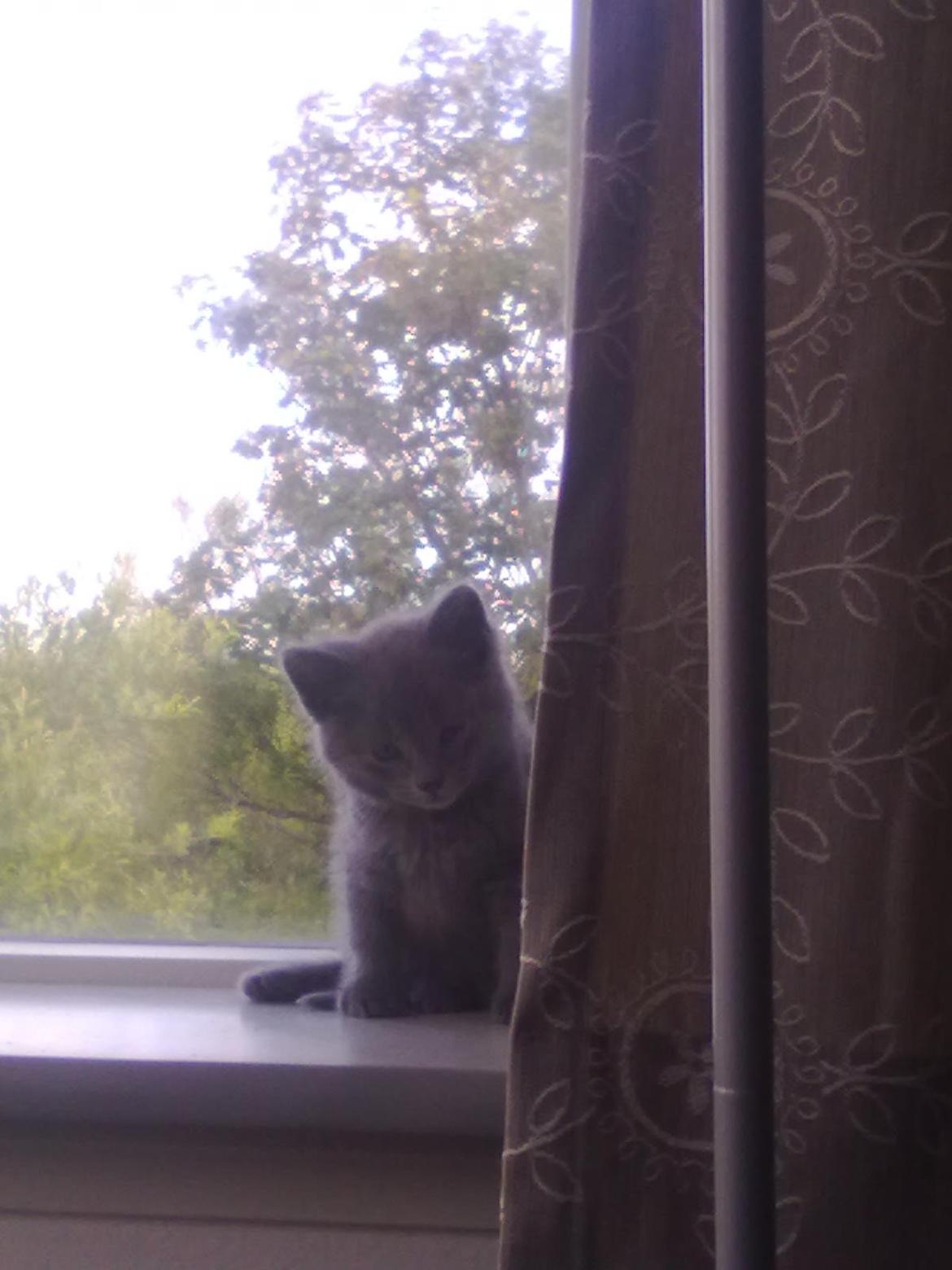 Huskat Kurt - Kurt da vi lige havde fået ham.  billede 6