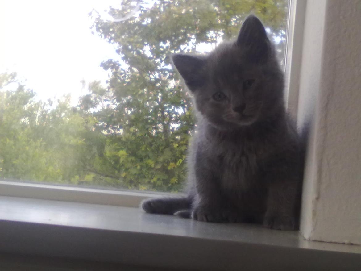 Huskat Kurt billede 7