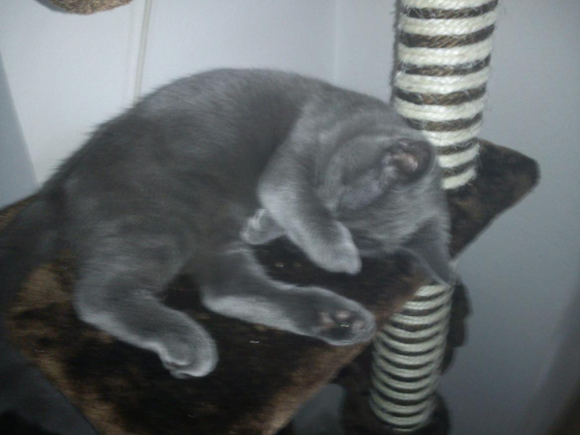 Huskat Kurt billede 8