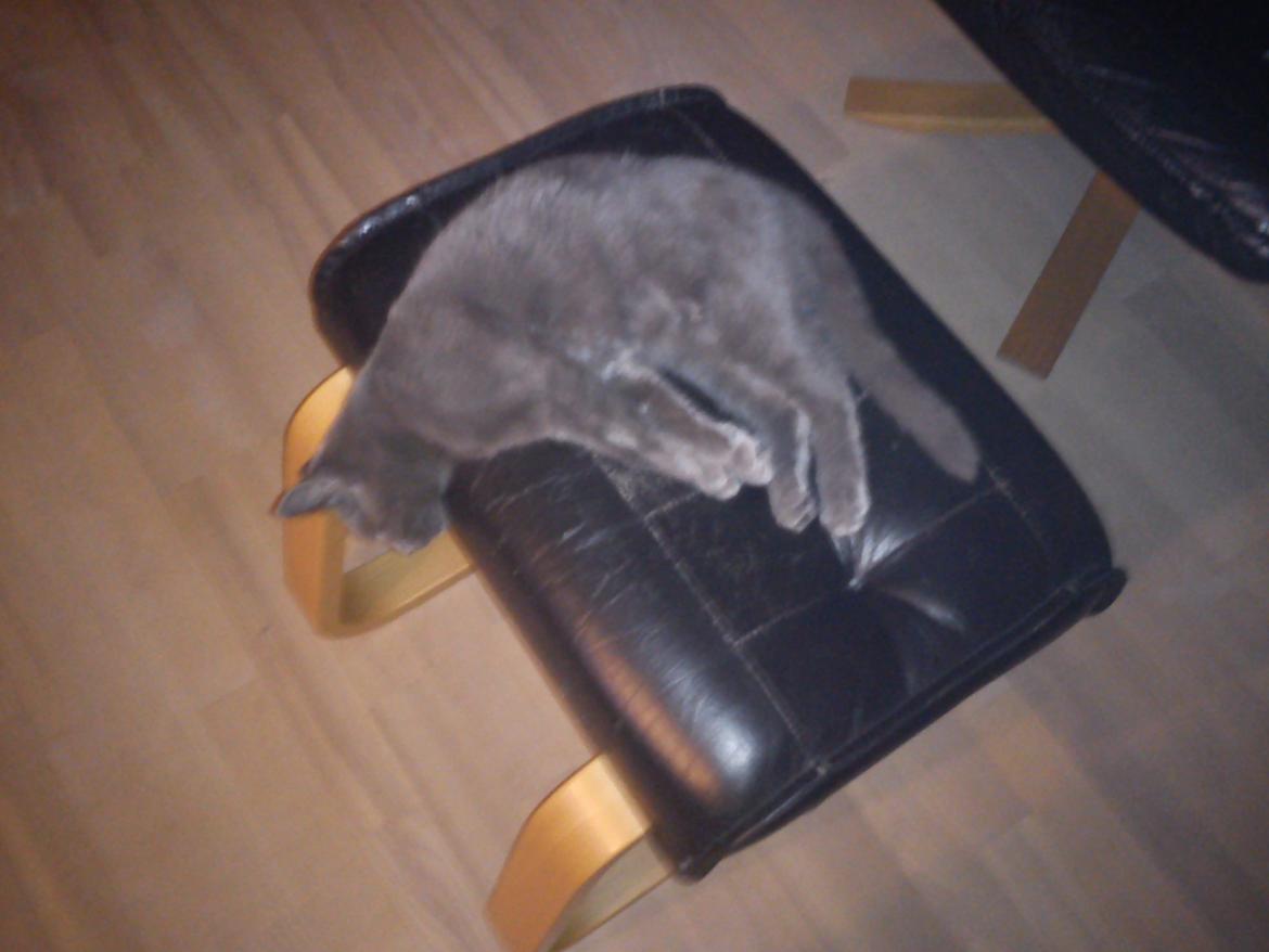 Huskat Kurt - En lidt større Kurt.  billede 9