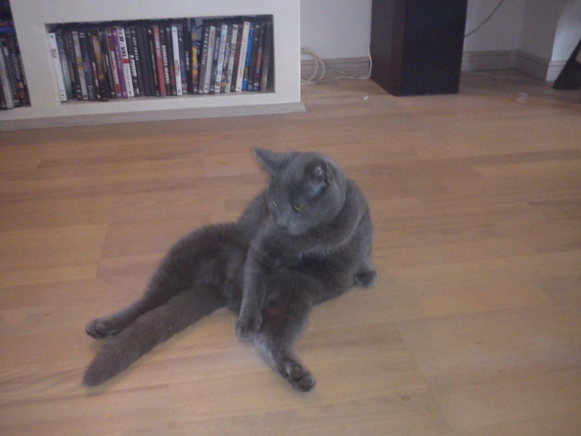 Huskat Kurt billede 10