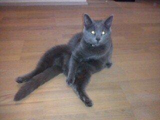 Huskat Kurt - En Kurt der blev træt af at stå op. :-) billede 11