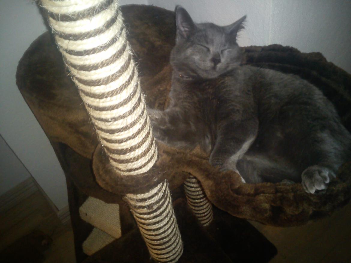 Huskat Kurt billede 12