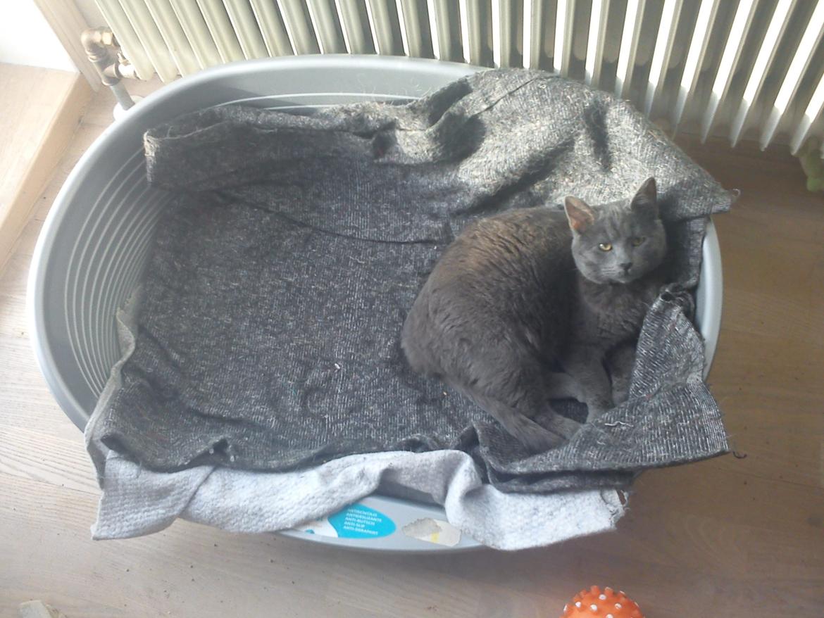 Huskat Kurt billede 13