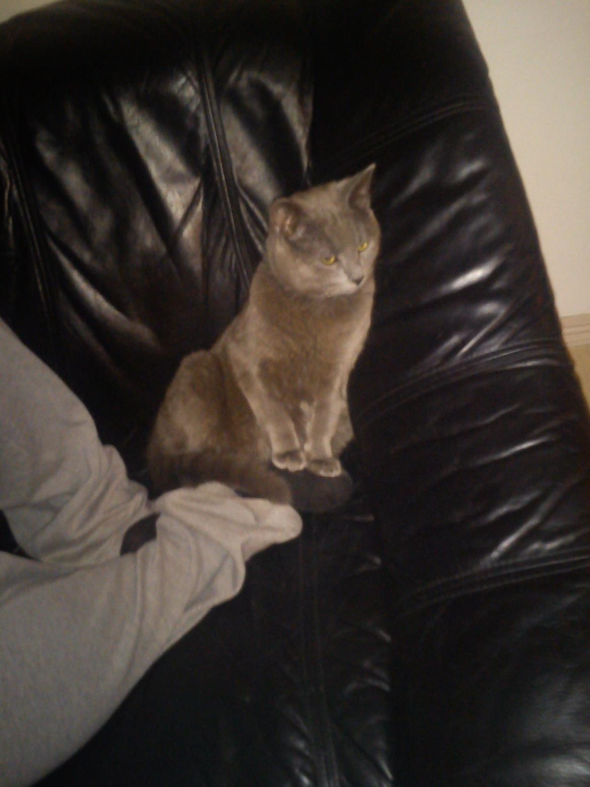 Huskat Kurt billede 14