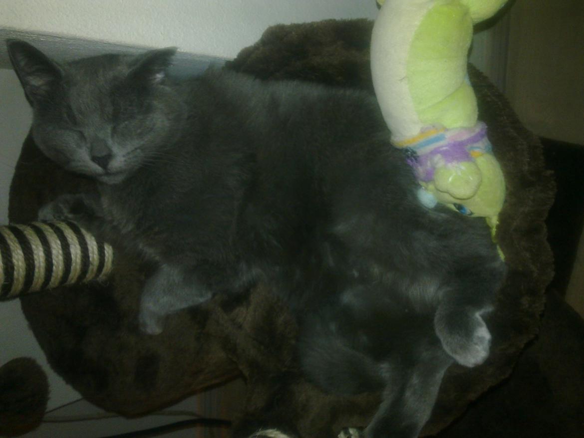 Huskat Kurt billede 15