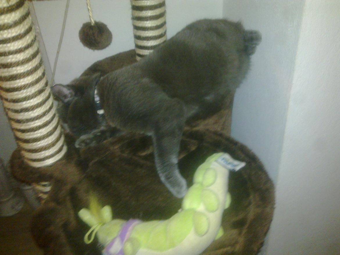 Huskat Kurt billede 16