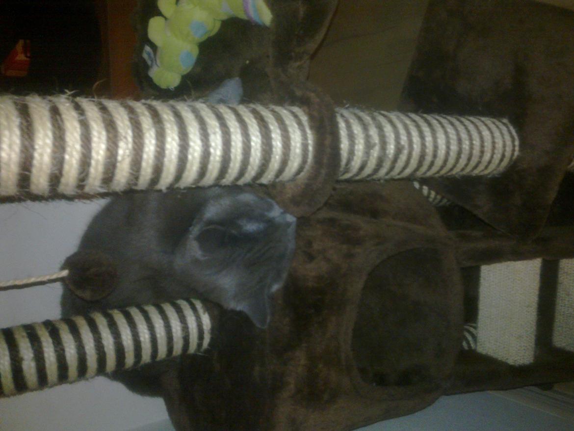 Huskat Kurt billede 17