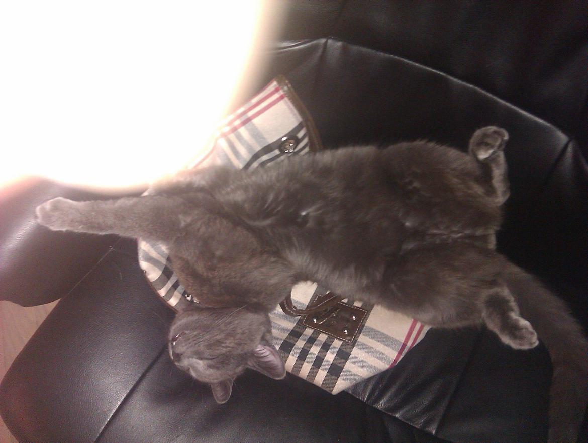 Huskat Kurt billede 18