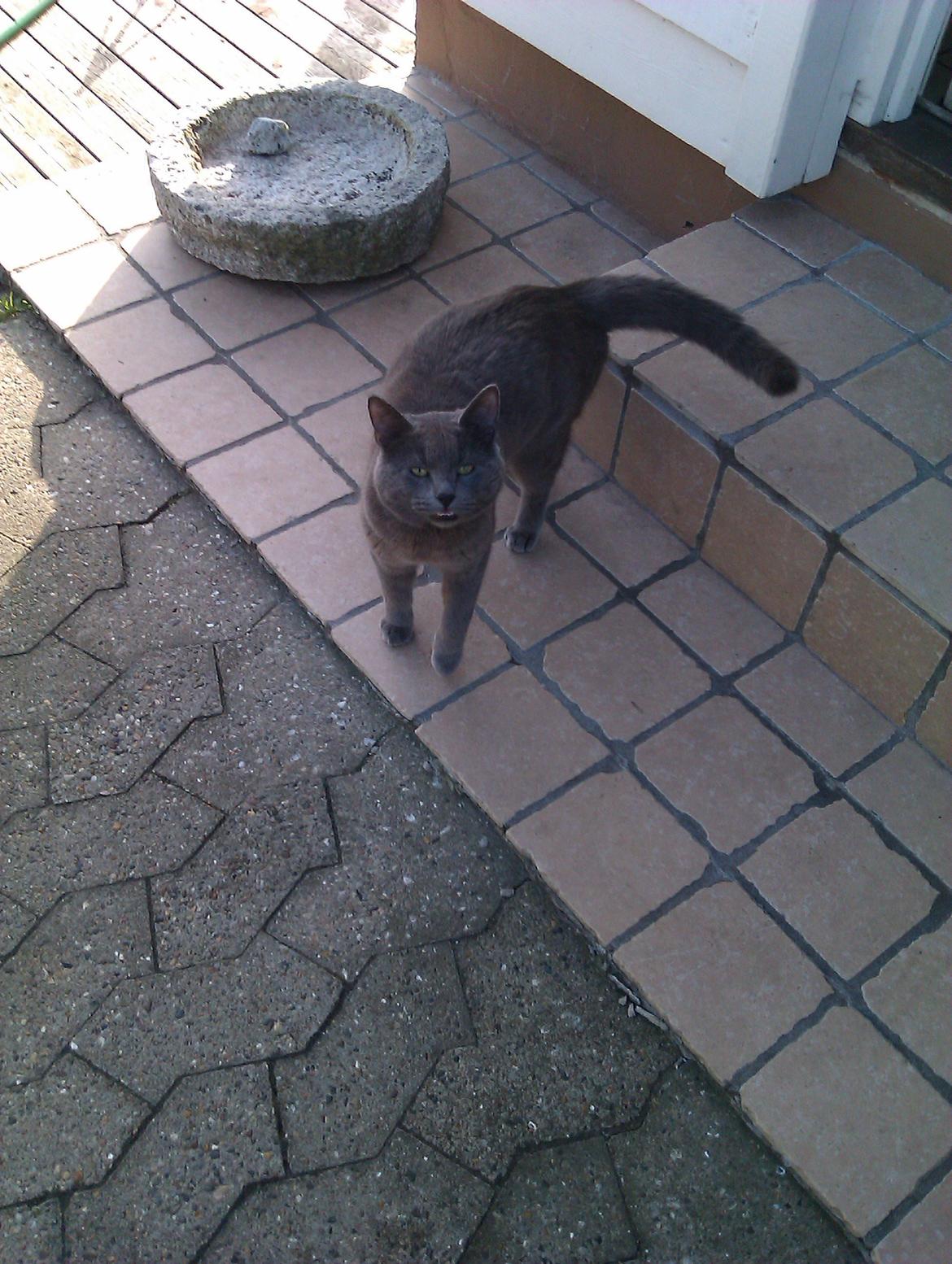 Huskat Kurt billede 19