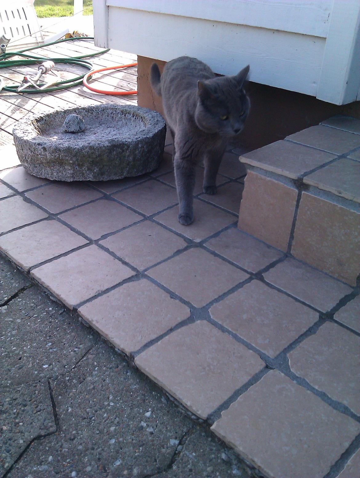 Huskat Kurt billede 20