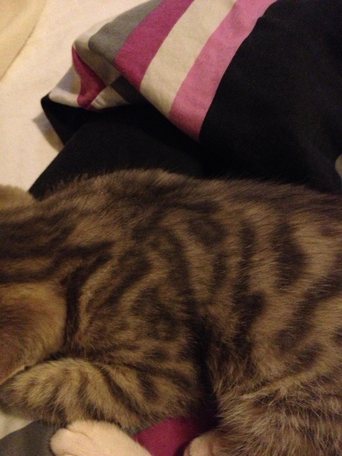 Blanding af racer Sofus - Aftegninger billede 6