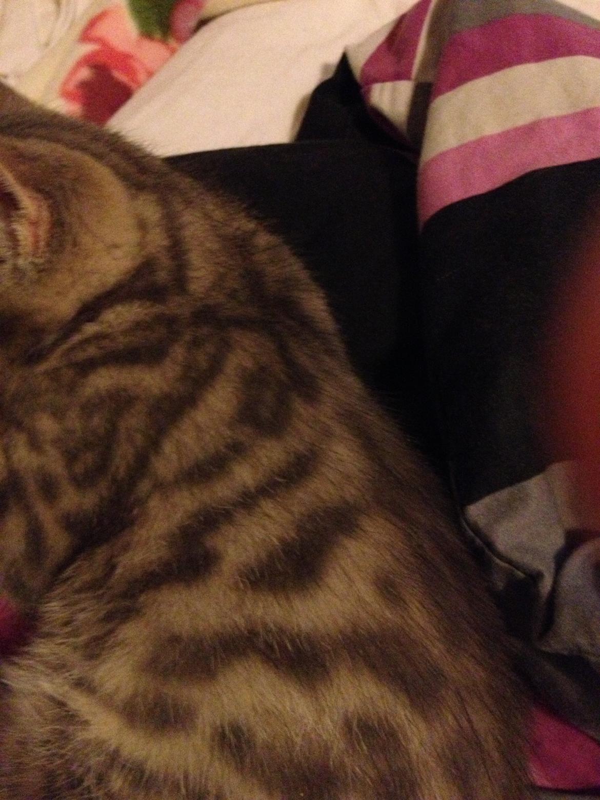 Blanding af racer Sofus - Aftegninger
 billede 7