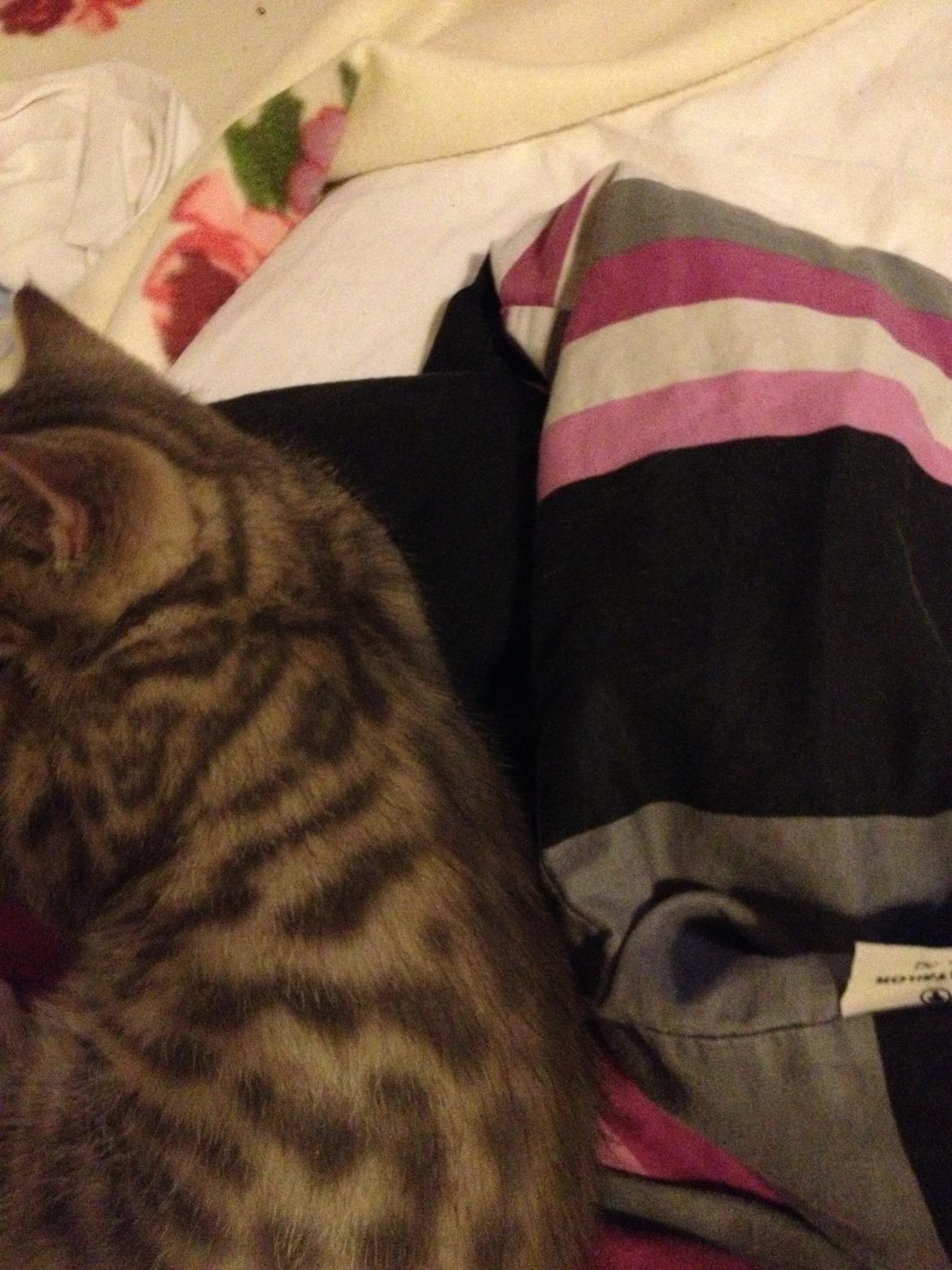 Blanding af racer Sofus - Aftegninger billede 8