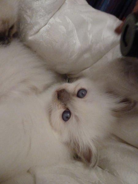 Hellig Birma DK Wainø's Duchess billede 4