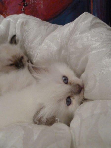 Hellig Birma DK Wainø's Duchess billede 5