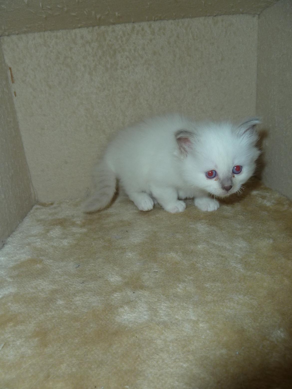 Hellig Birma DK Wainø's Duchess billede 7