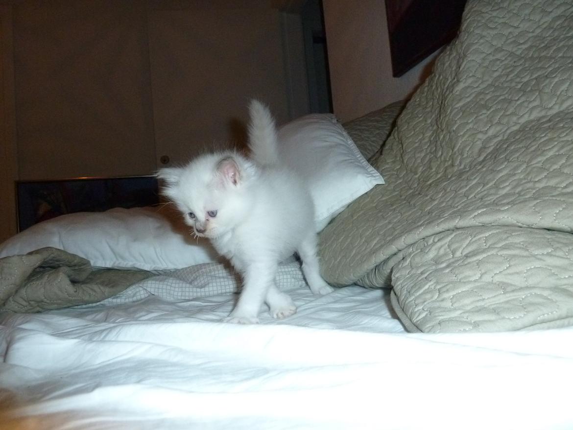 Hellig Birma DK Wainø's Duchess billede 6