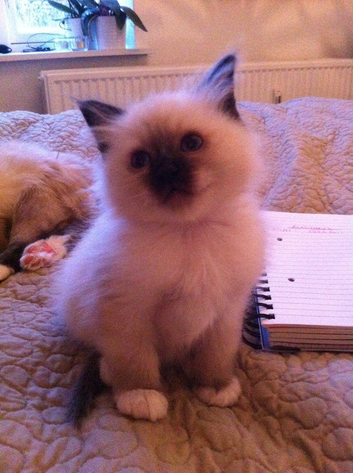 Hellig Birma DK Wainø's Disney billede 2