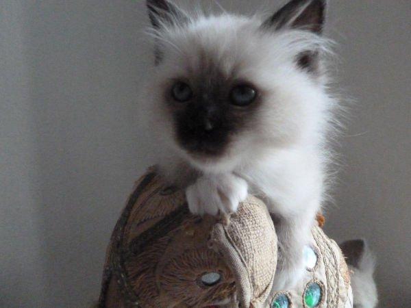 Hellig Birma DK Wainø's Disney billede 3