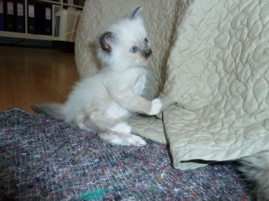 Hellig Birma DK Wainø's Disney billede 4