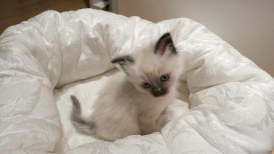 Hellig Birma DK Wainø's Disney billede 6