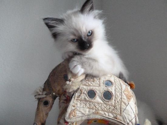 Hellig Birma DK Wainø's Disney billede 5