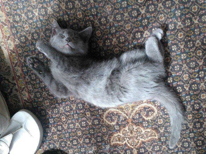 Huskat Luna - Er jeg ikke lige til at spise? billede 2