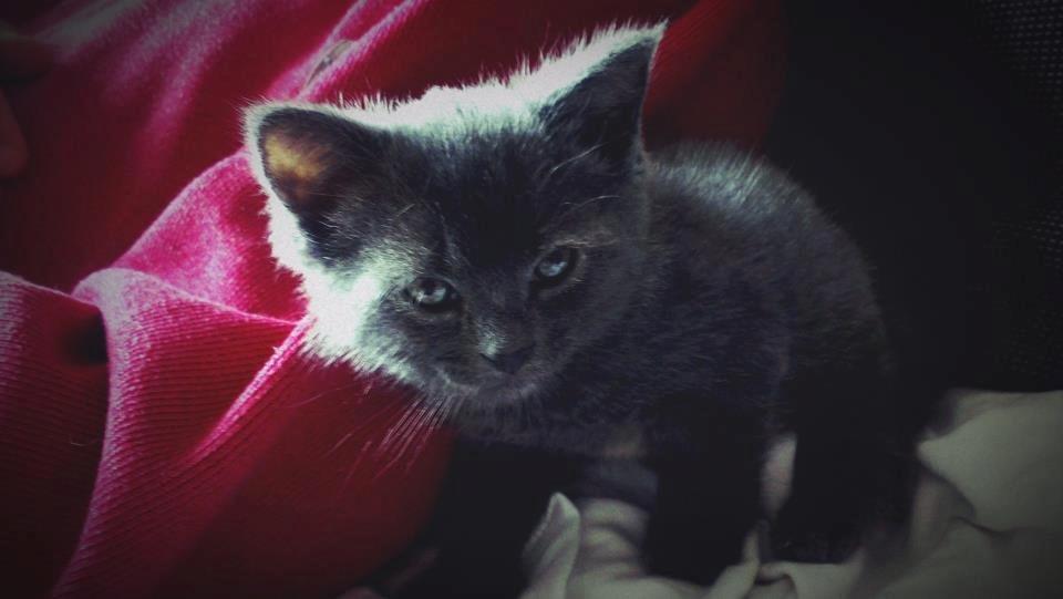 Huskat Luna - En af de to overlevende killinger. billede 3