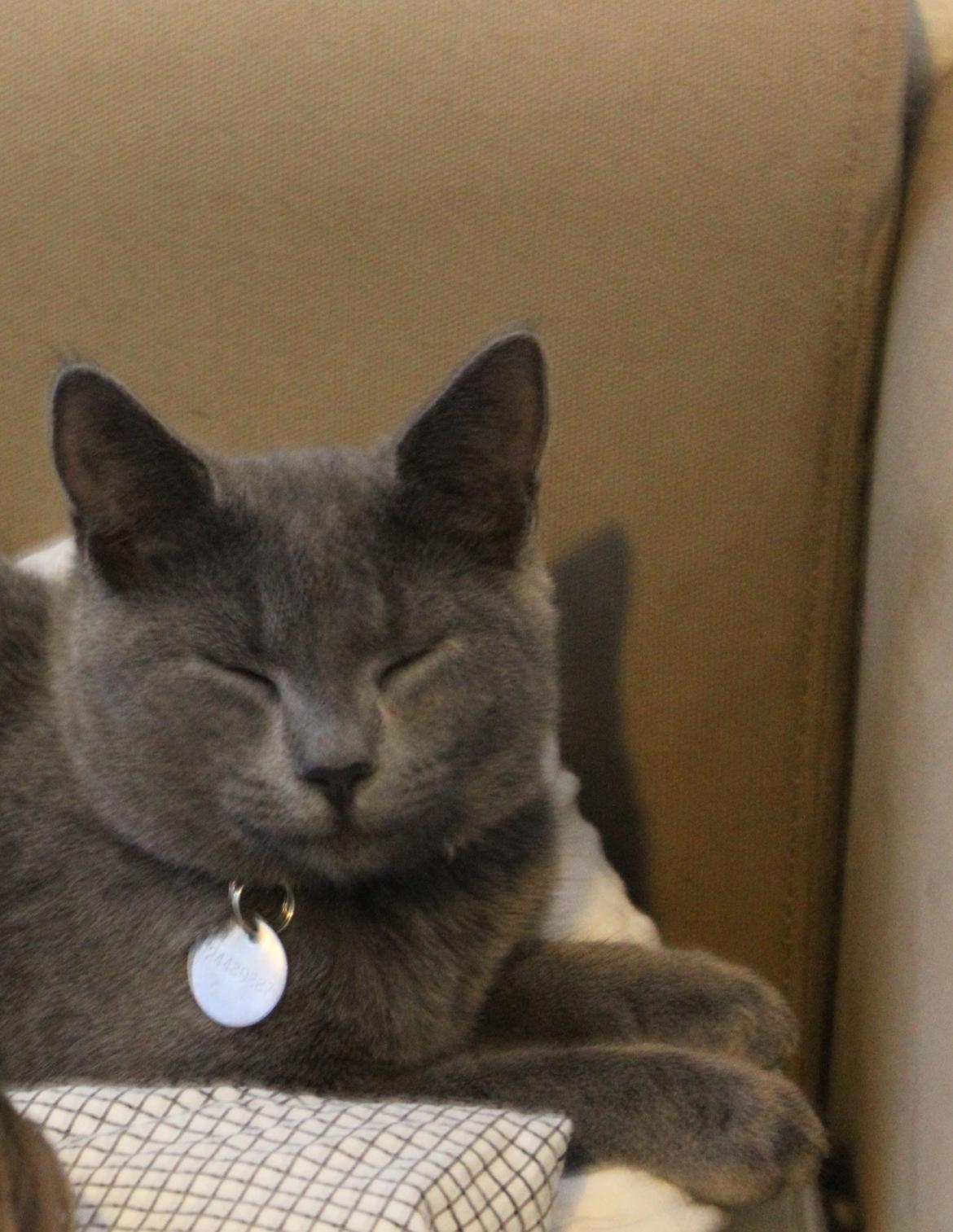 Huskat Luna - Nyder kattelivet som fast inventar i sengen om morgenen. billede 4