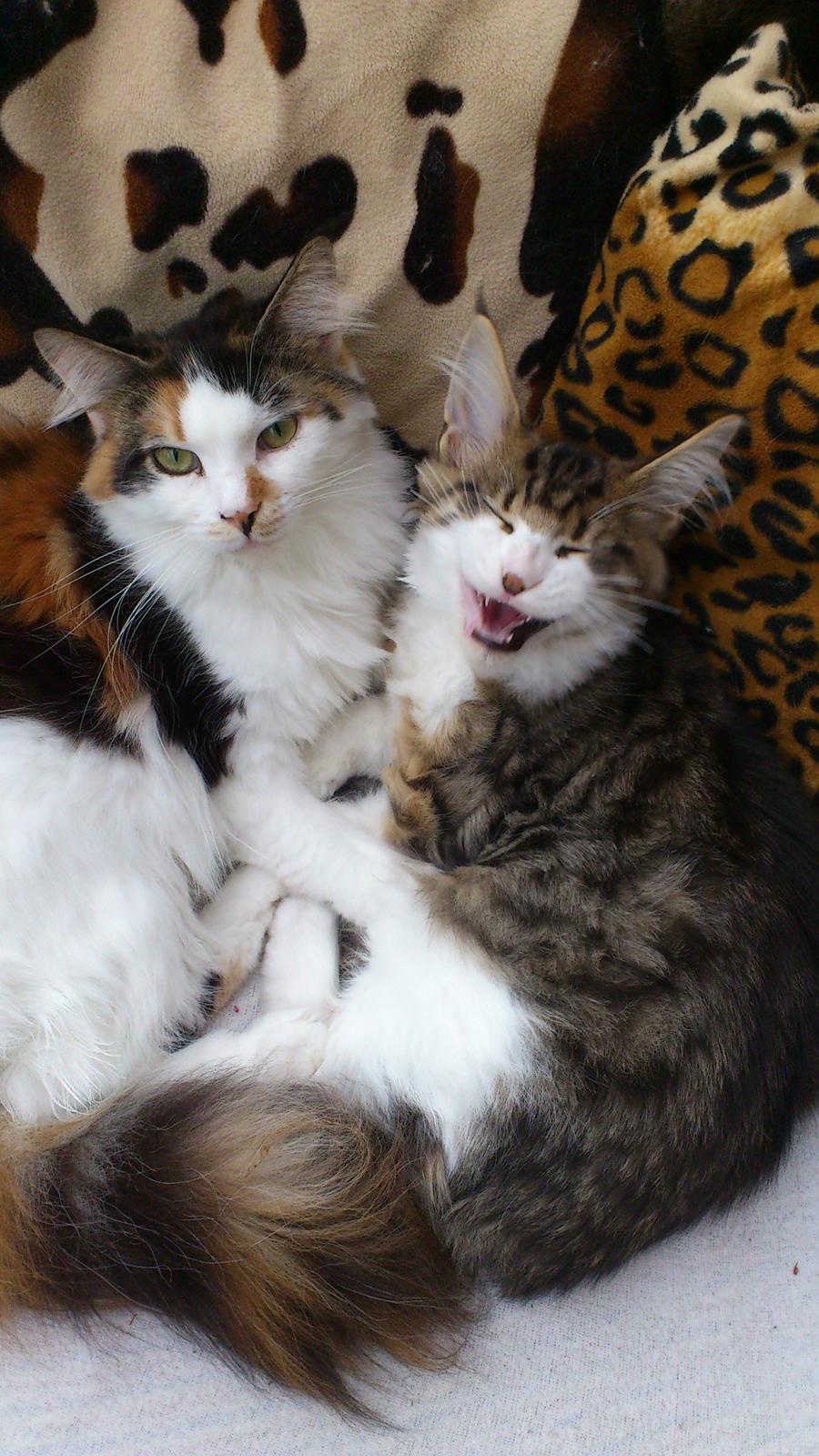 Maine Coon Hoberg´s Amelie - en mainecoon er godt, 2 mainecooner er mere end dobbelt så godt billede 3