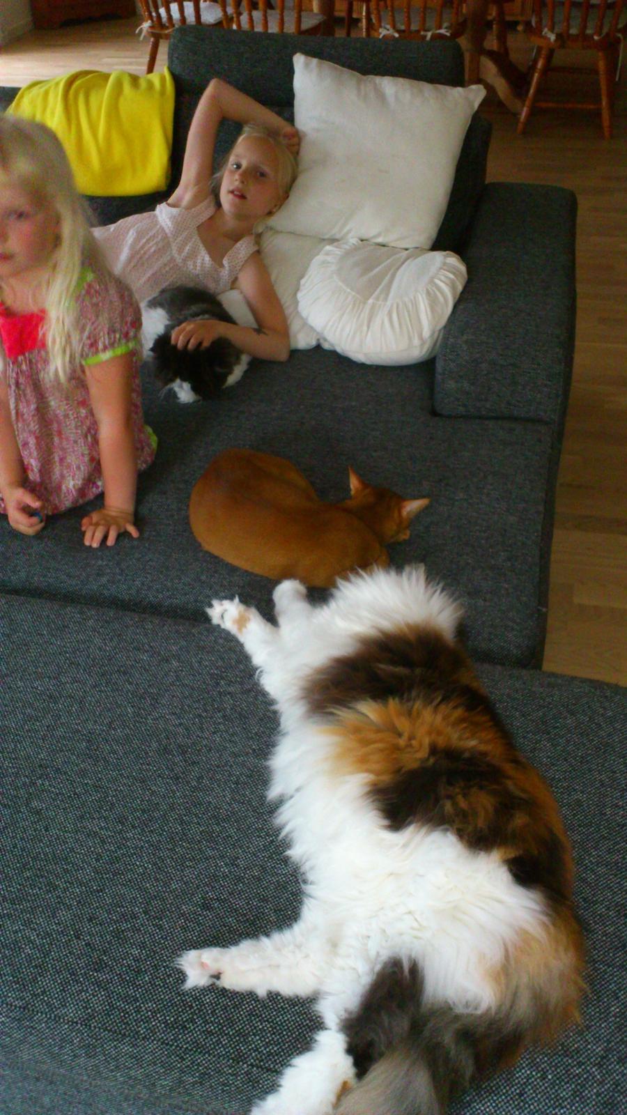 Maine Coon Hoberg´s Amelie - lykken er at lave ingenting med alle sine venner billede 4