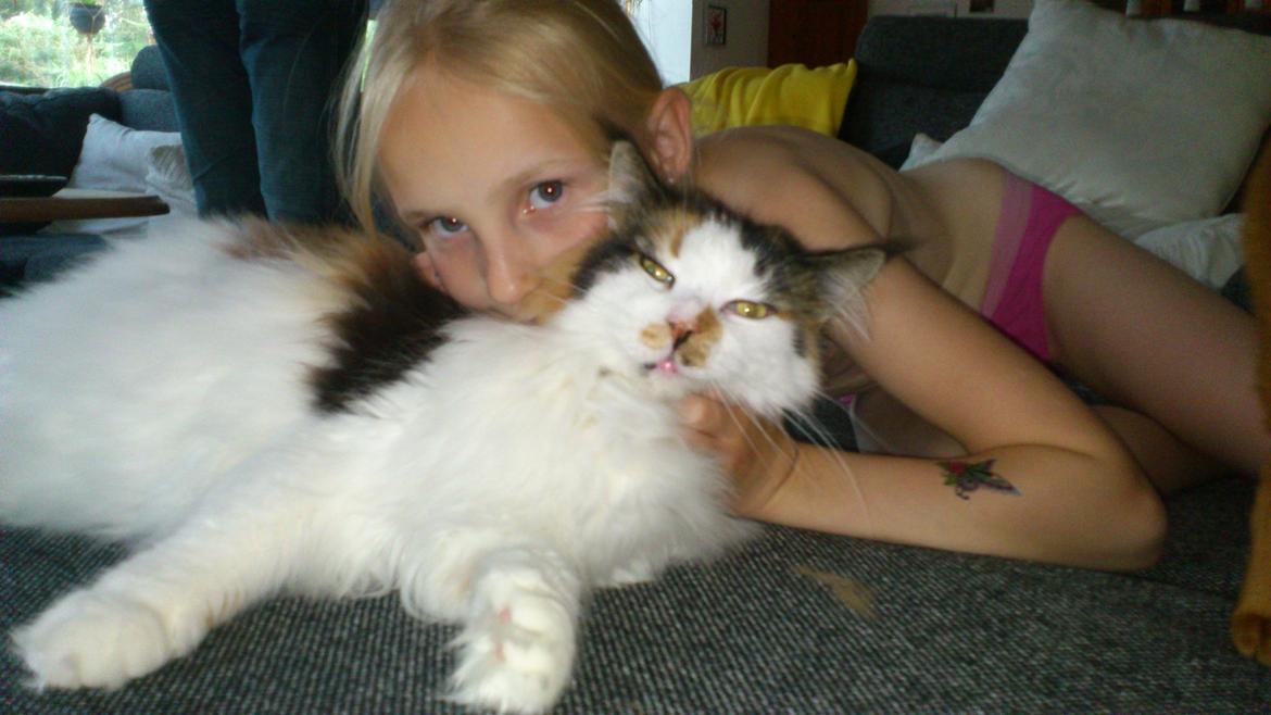 Maine Coon Hoberg´s Amelie - lykken er en kærlig ven billede 5