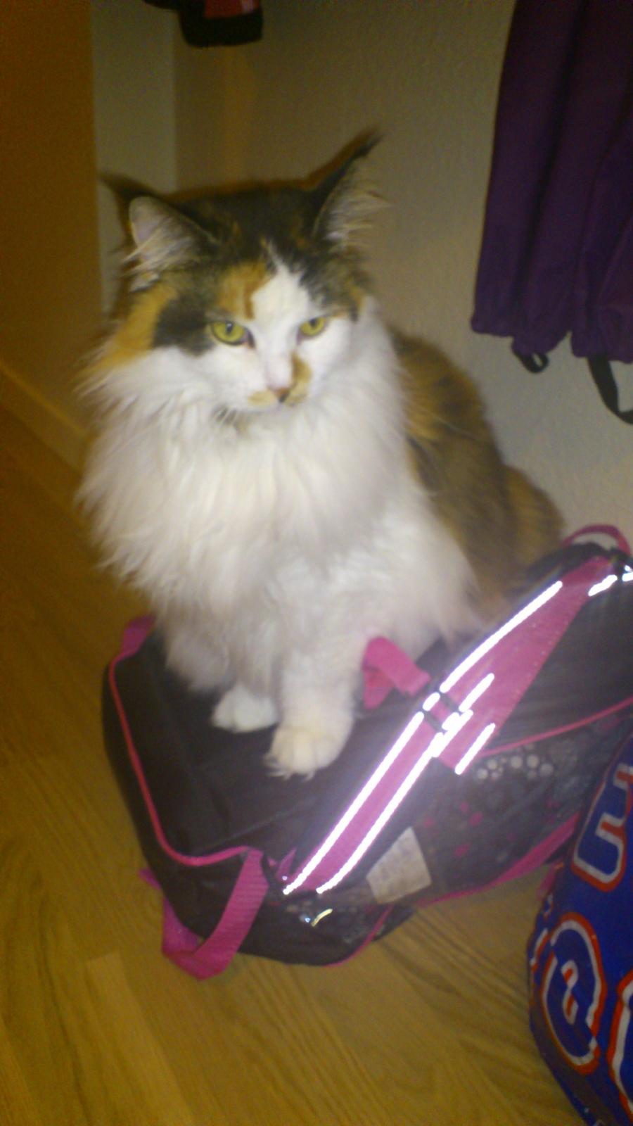 Maine Coon Hoberg´s Amelie - lykken er en skoletaske man kat sitte på  billede 6