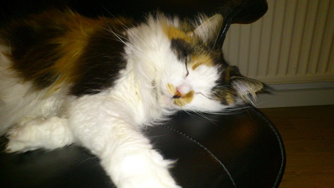 Maine Coon Hoberg´s Amelie - drømmeland....eller drømmekat <3 billede 7