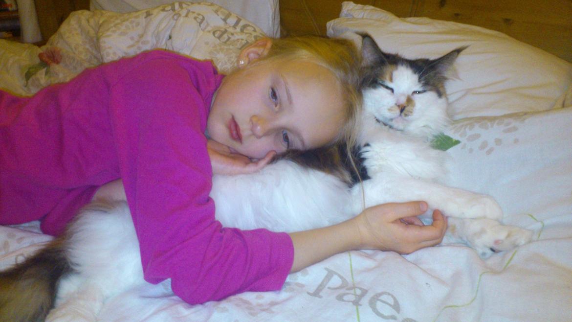 Maine Coon Hoberg´s Amelie - lykken er at se tegnefilm tidligt om morgenen med sin bedste ven billede 8