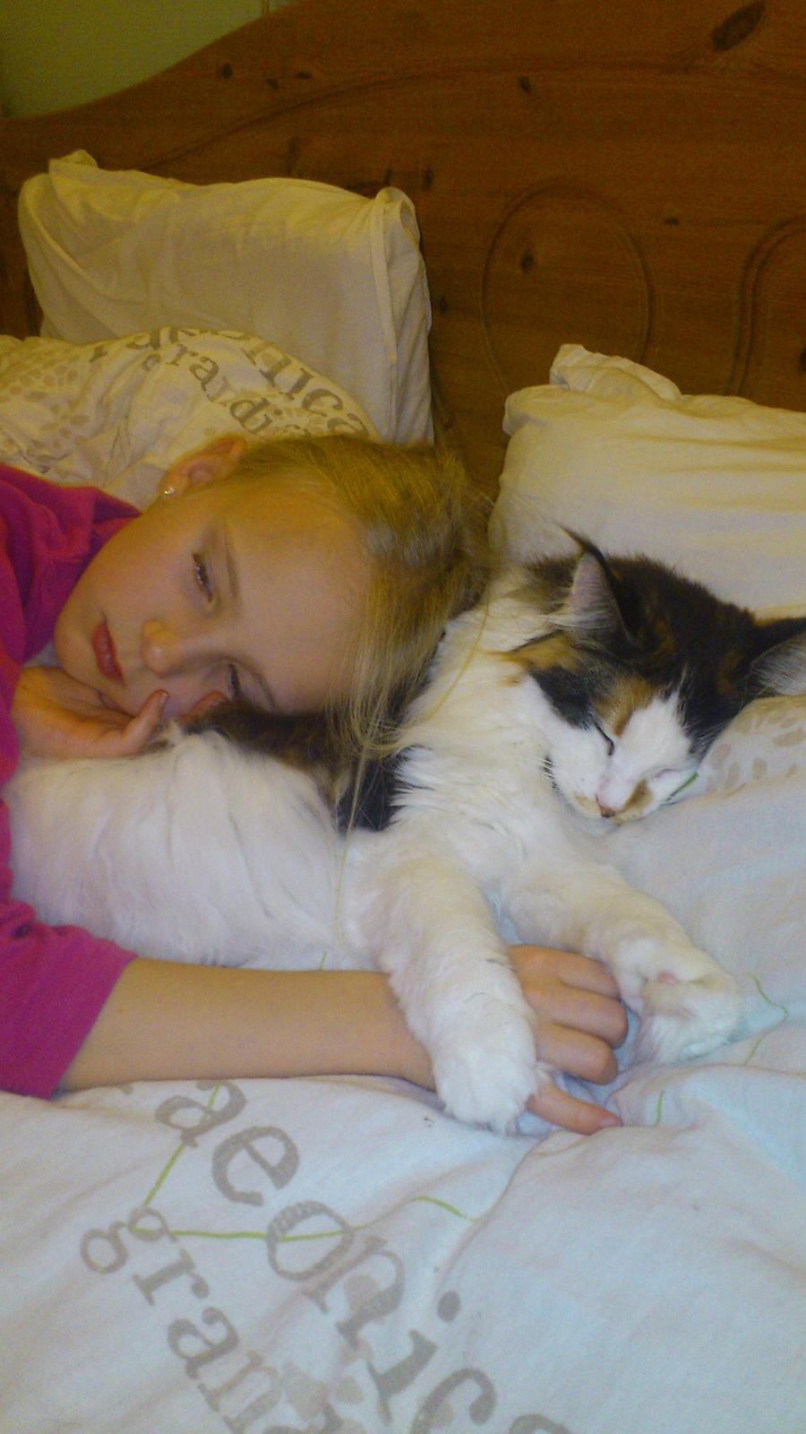 Maine Coon Hoberg´s Amelie - lykken er at ligge tæt tæt sammen billede 9