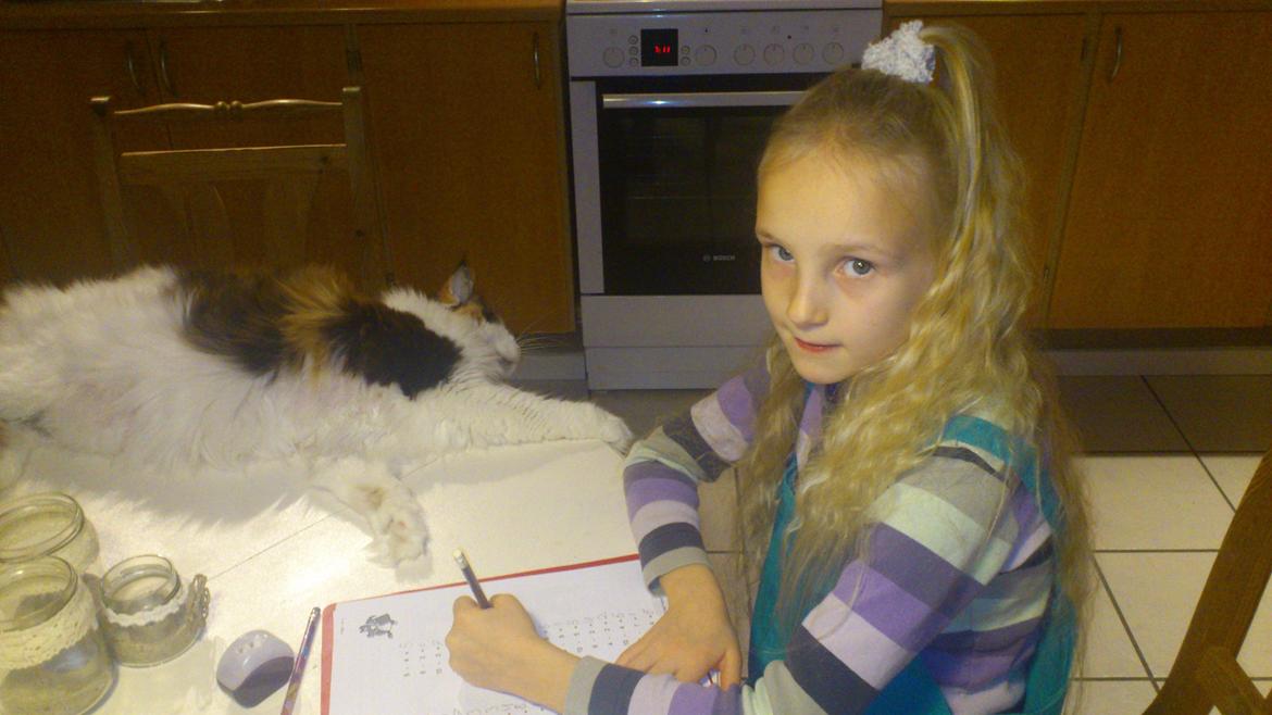 Maine Coon Hoberg´s Amelie - lykken er selskab når der laves lektier..... især hvis man ikke bliver smidt ned fra bordet - men kan snuppe sig en lur undervejs billede 10